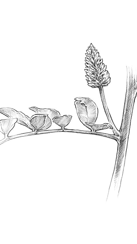 liquorice_flower.jpg