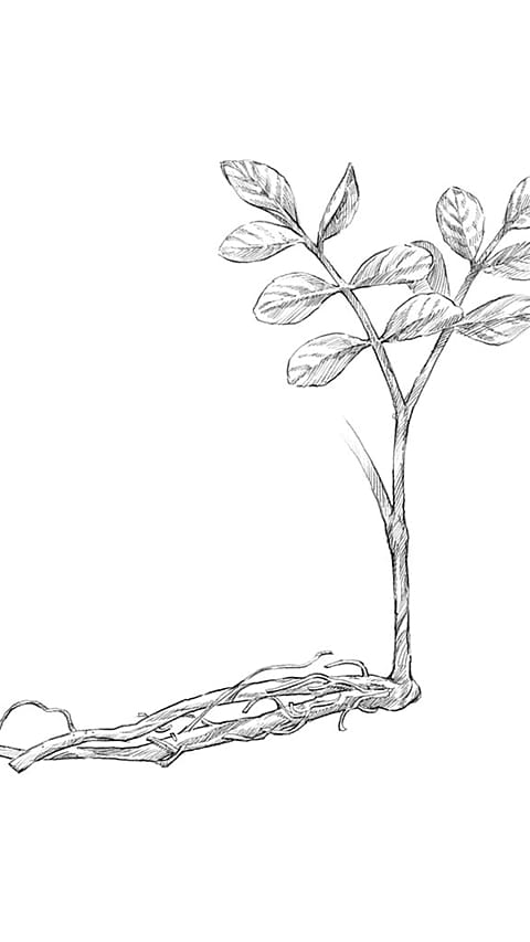 liquorice_root.jpg