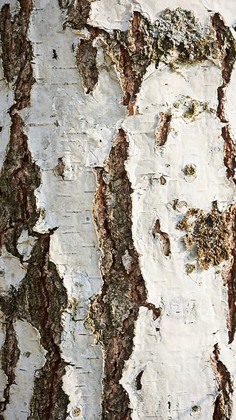 birch_bark.jpg