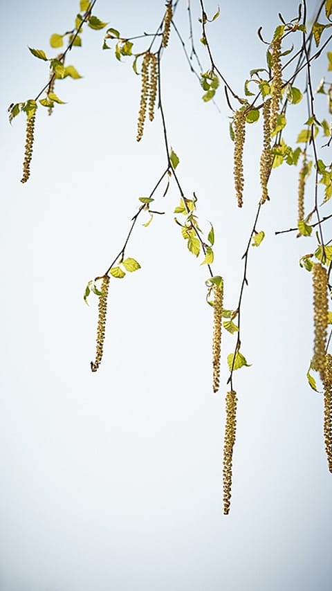 birch_catkin.jpg