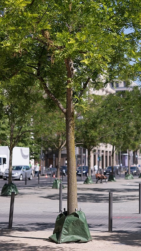 cities_new_tree.jpg