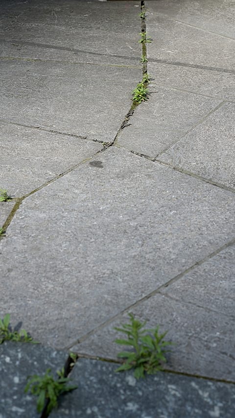 concrete_seedling.jpg