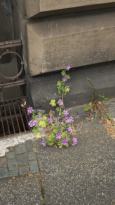 flower_house.jpg