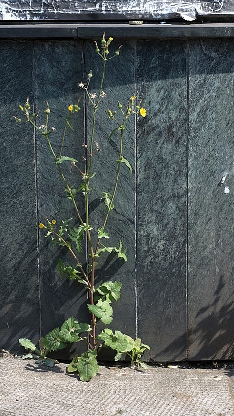 flower_walll.jpg