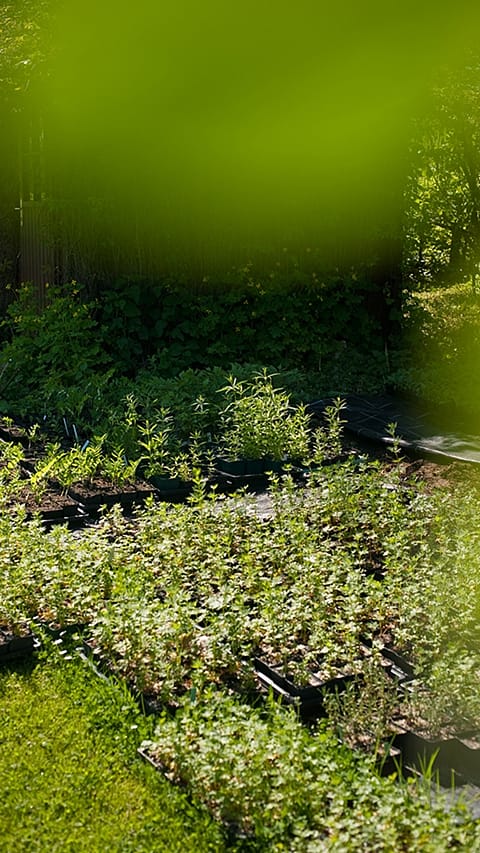green_garden.jpg