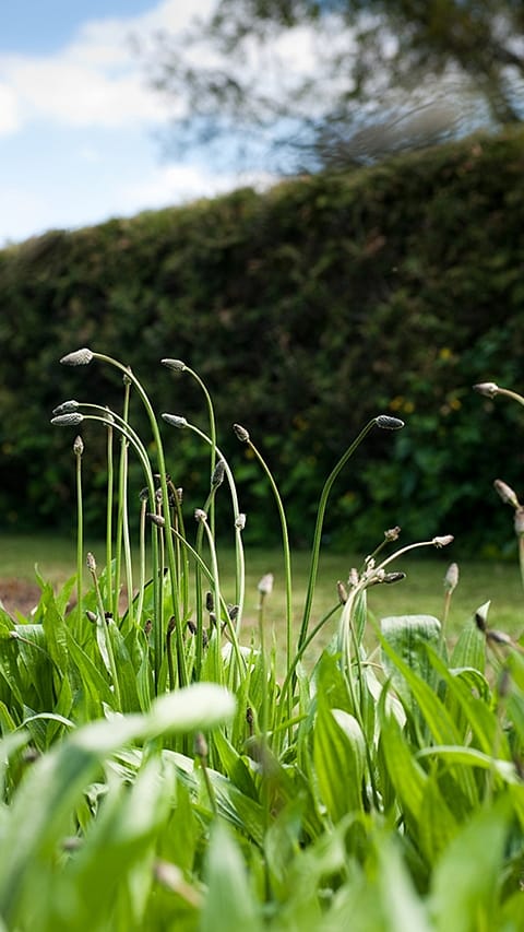 green_herbage.jpg