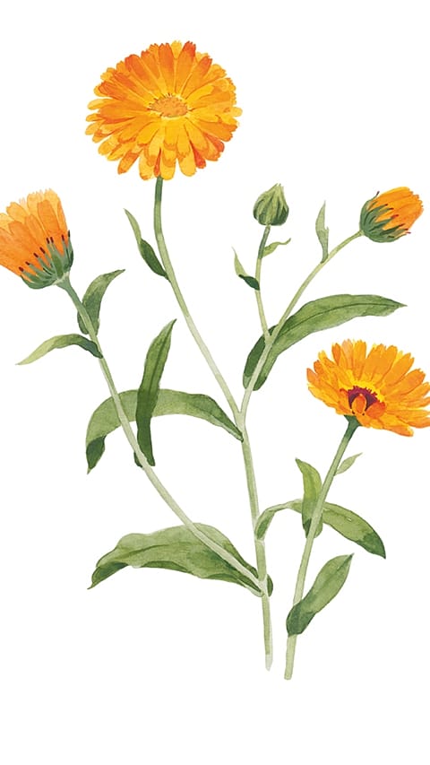 illustr_calendula_katrin