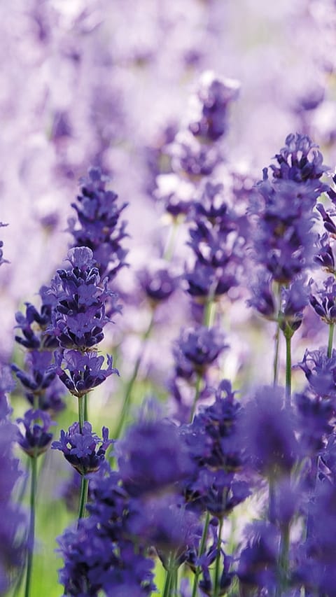 lavender.jpg