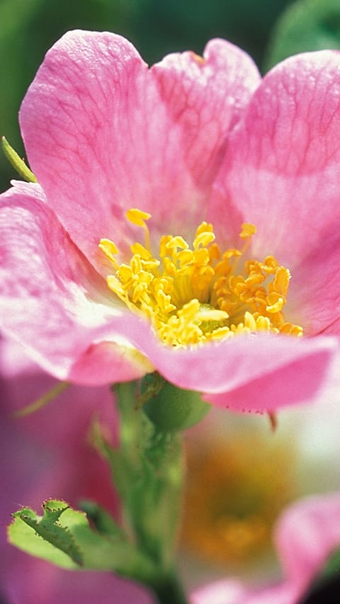 wild_rose.jpg