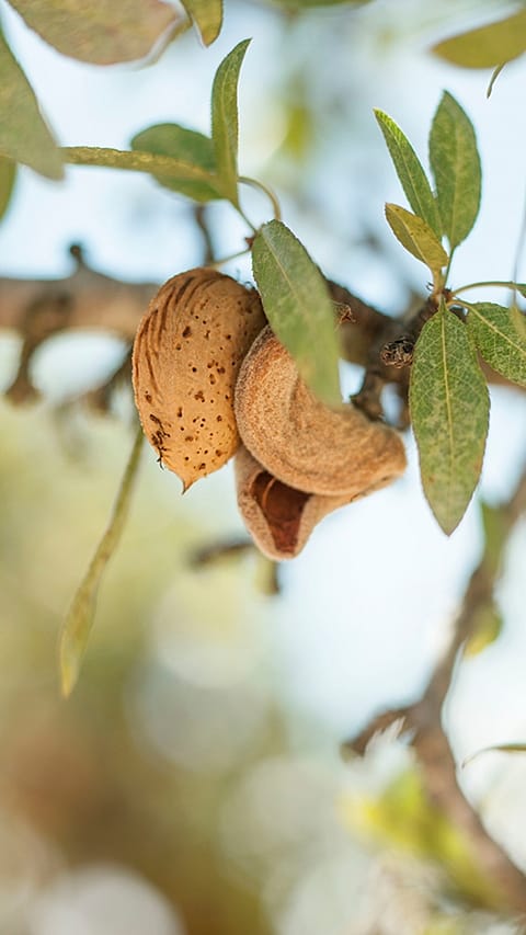 almonds_on_tree