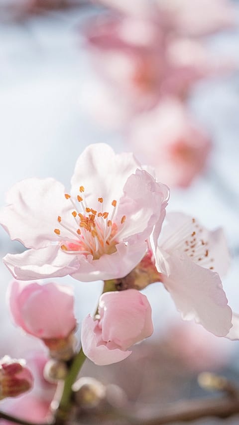 almond_blossom