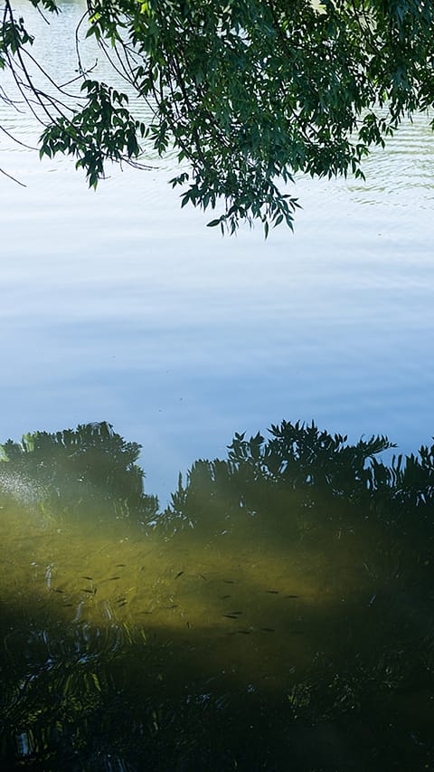 trees_at_lake.jpg