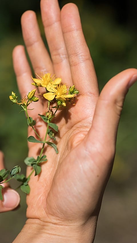flower_in_hand_palm