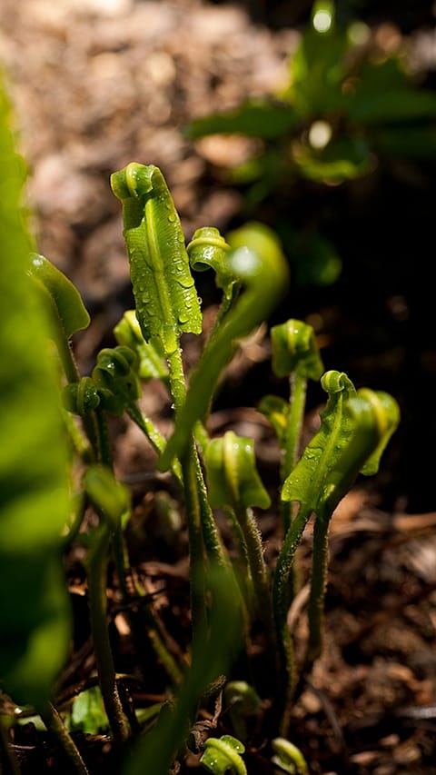 dear_tongue_fern