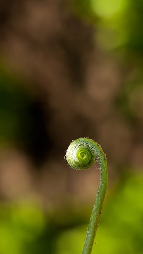 fern.jpg