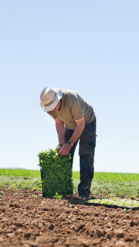 gardener_with_seedlings.jpg
