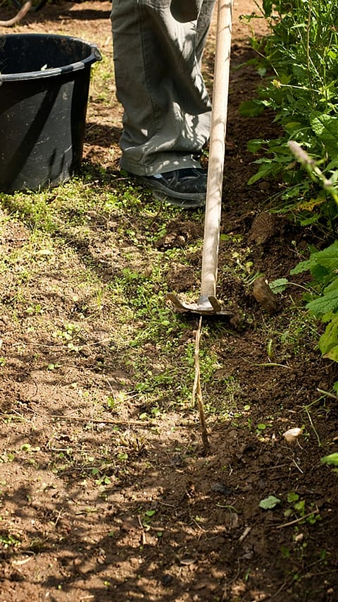 rake_in_soil.jpg