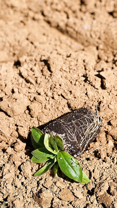 seedlig_on_soil.jpg
