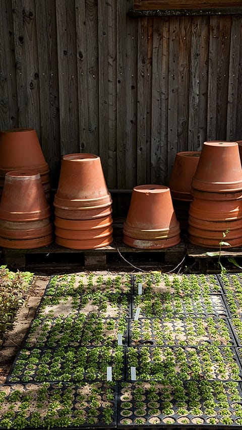 clay_pots_and_seedlings.jpg