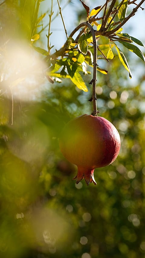 pomegranate-fruit.jpg