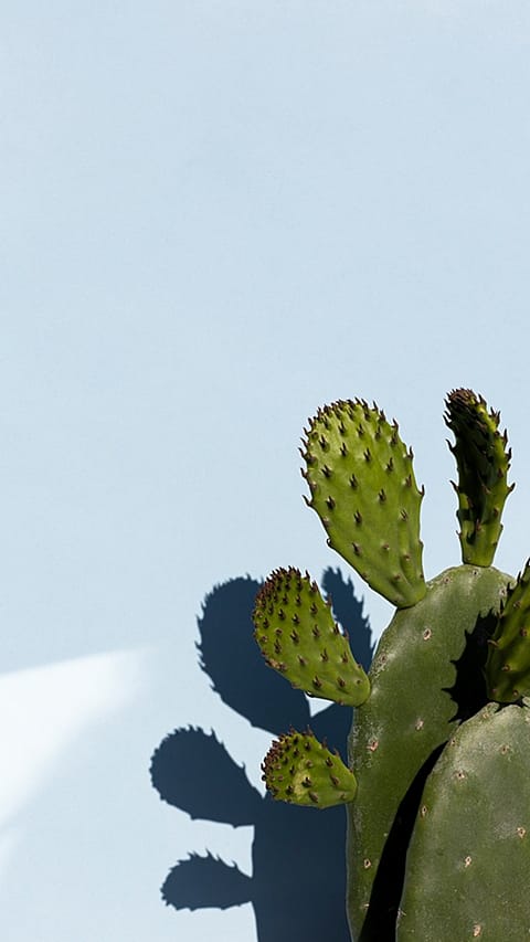 hd_pricklypear_sprouts