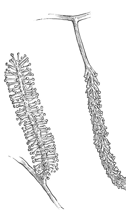 willow_blossom.jpg