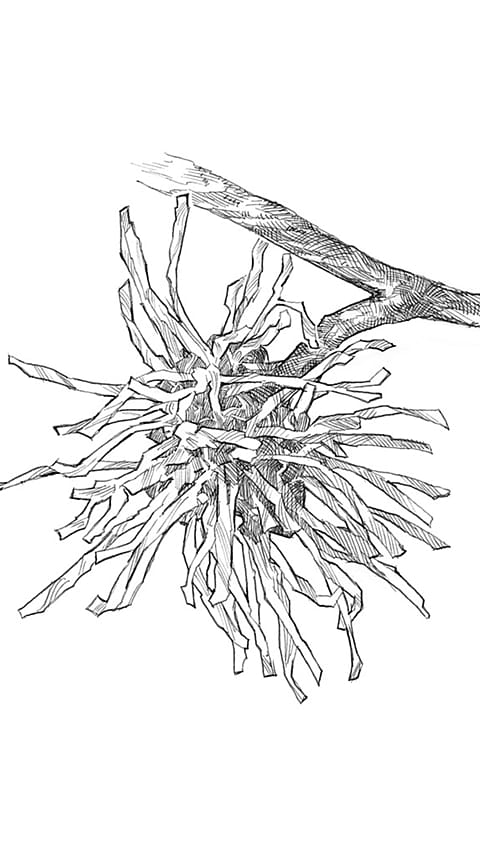 witchhazel_flower