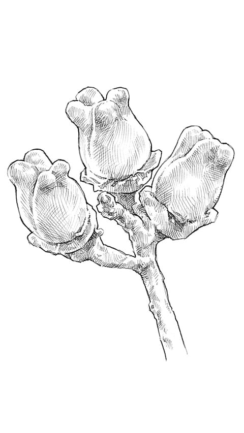 witchhazel_fruit