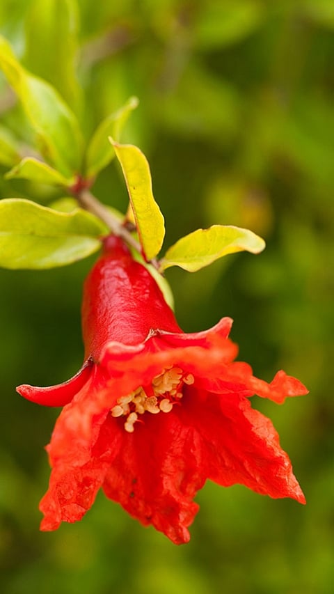 pomegranate-flower.jpg