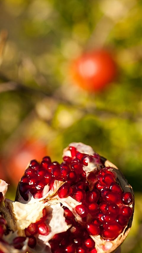 pomegranate-fruit-open.jpg