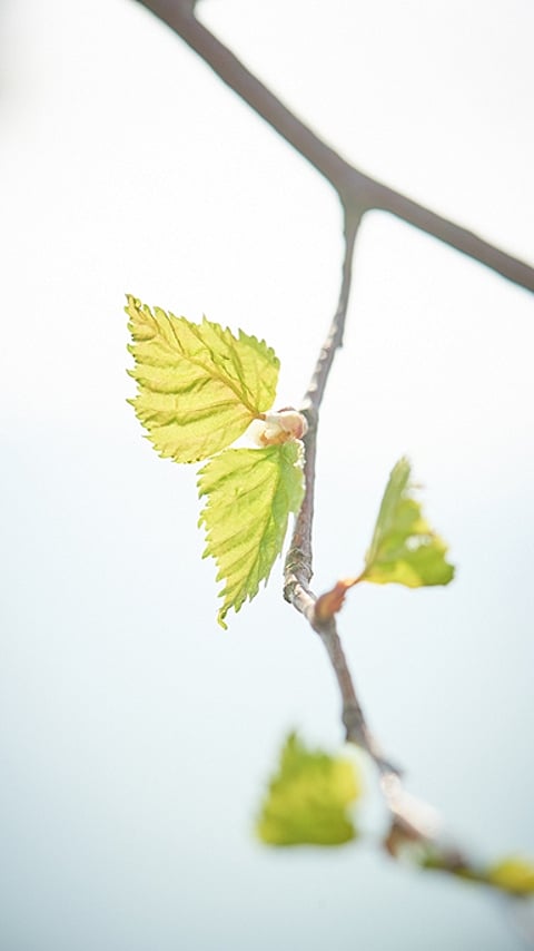 birch_leaf.jpg