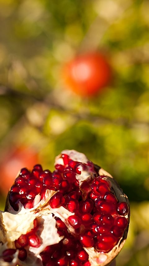 pomegranate_seeds.jpg