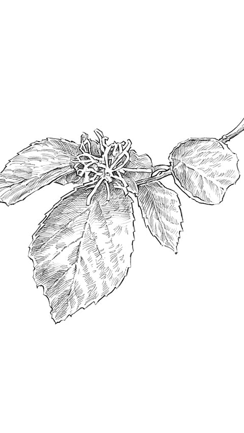 witchhazel_leaves