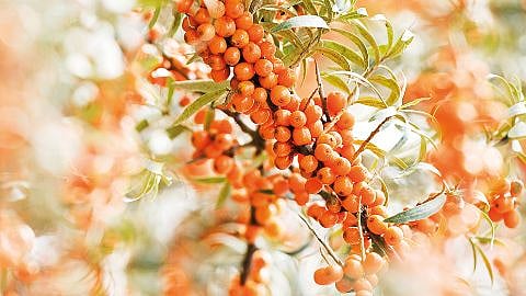 hd_seabuckthorn.jpg