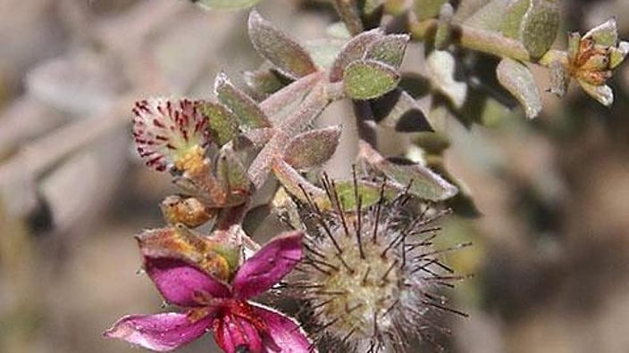 sq_ratanhia_rs369.jpg