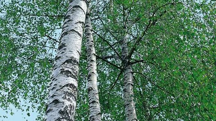 sq_birch_cz_1.jpg