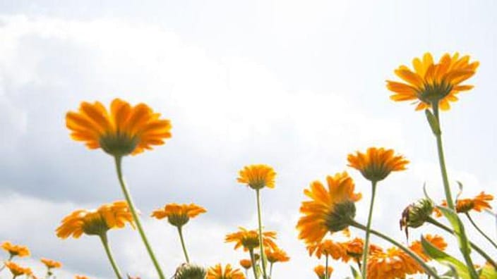 calendula