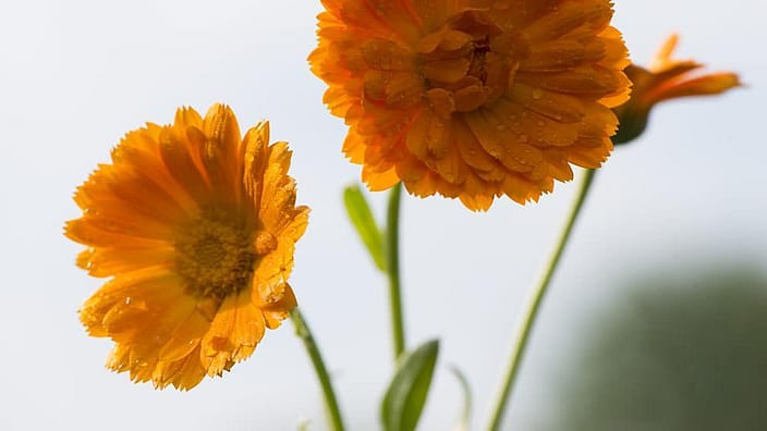 calendula