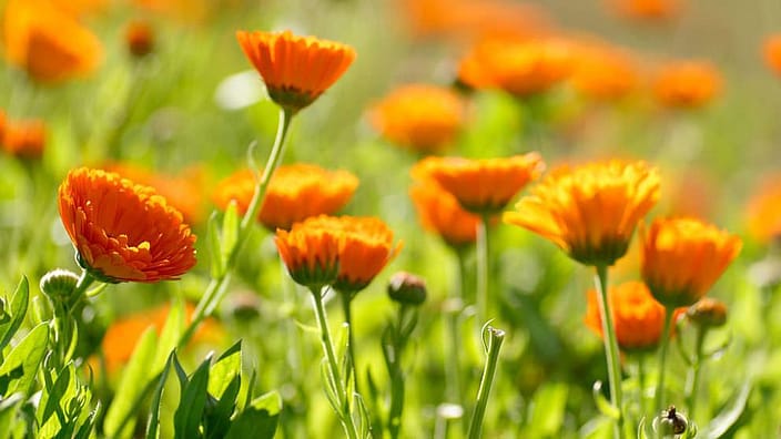 wi_rs5_weleda-garden_calendula.jpg