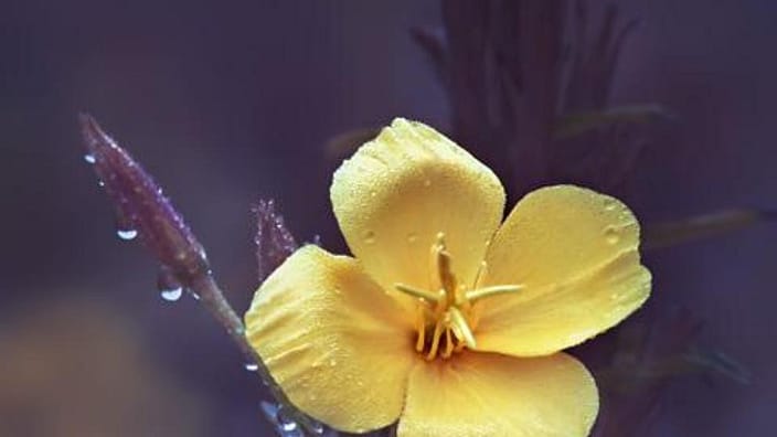 sq_evening_primrose_leadplant_2.jpg