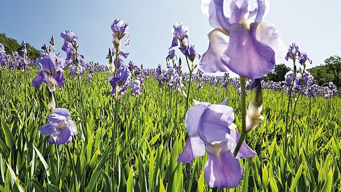 wi_iris-field-italy_rs8035.jpg