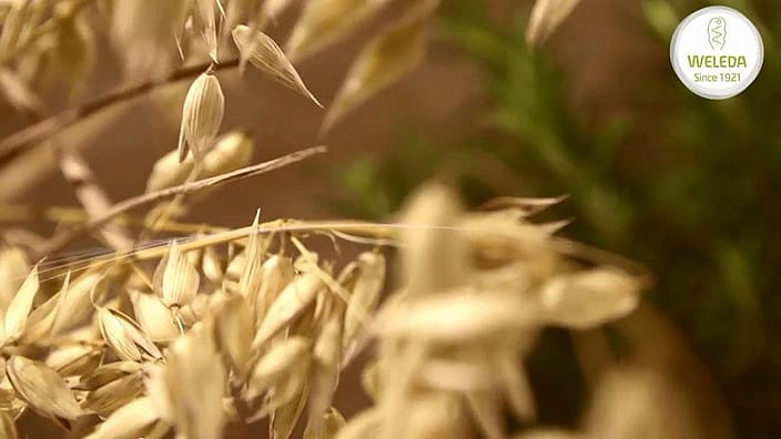 wi_oat-video-teaser.jpg
