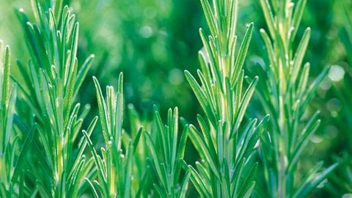 sq_rosemary_leadplant.jpg