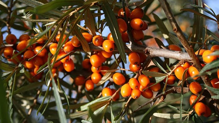 wi_sea-buckthorn_italy_390.jpg