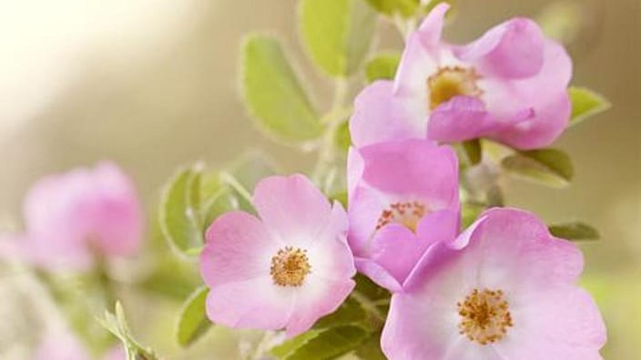sq_wild-rose.jpg