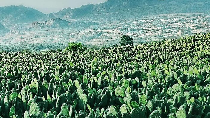 field