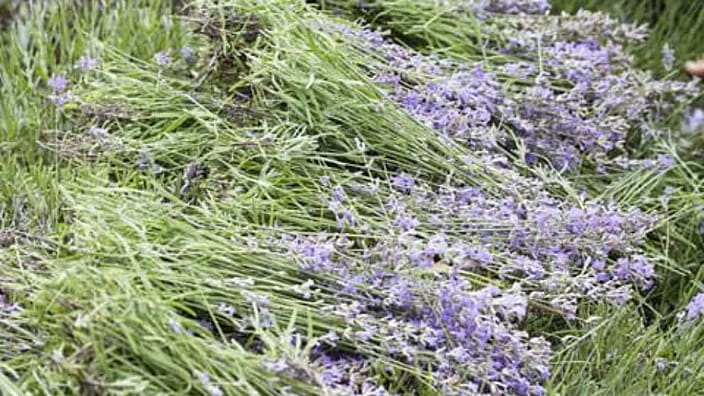 sq_lavender_moldavia.jpg
