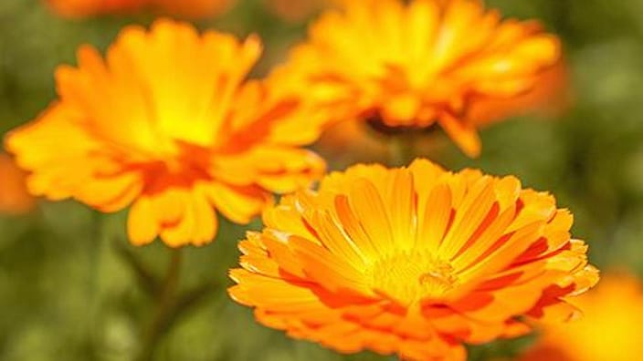 calendula