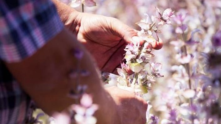 hand picking flowers
