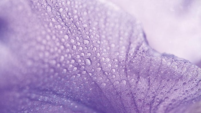 wi_iris-petals-with-water-drops_rs8041.jpg